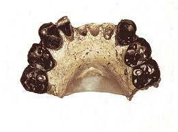 Australopithecus bahrelghazali