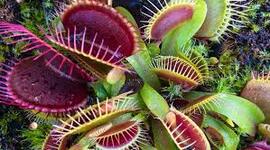 Timeline: Angeline's Evolution of Plants Timeline