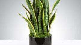 Timeline: Evolution of plants timeline