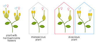 Sexes of plants