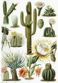 Cacti