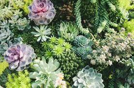 Succulents