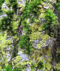 Moss