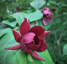 Carolina Allspice