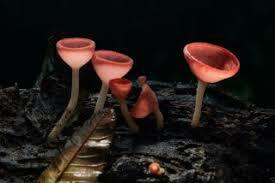 Fungi