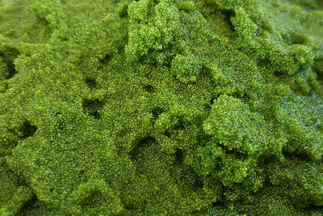 First plant was founded