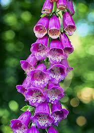 Foxglove