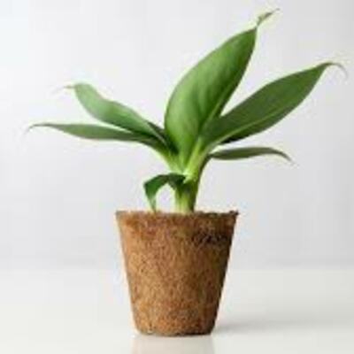 Timeline: Evolution of Plants