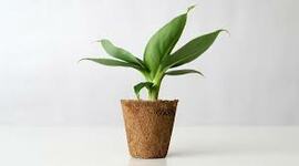 Timeline: Evolution of Plants