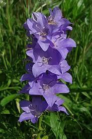 Campanula