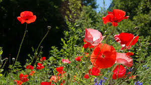 Poppies