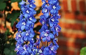 Larkspur
