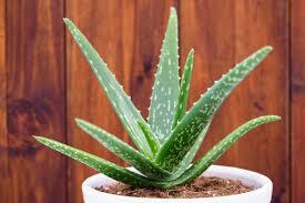 Aloe plant