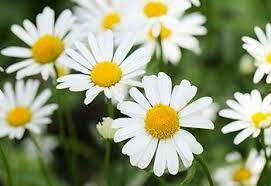 Daisys