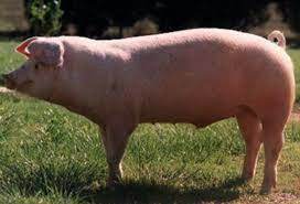 Grupo de landrace en Europa