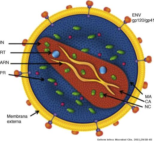 virus de inmunodeficiencia