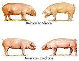 En Dinamarca se inicia el mejoramiento de la propia raza danesa