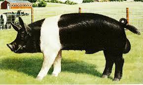 Se estableció la asociación americana de Hampshire