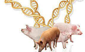 Pace y Col describieron una técnica que permite identificación precisa de los pares de cromosoma