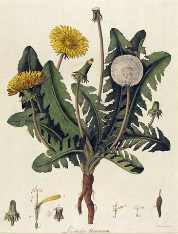 Expediciones botánicas y científicas