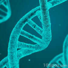 El desarrollo biológico.