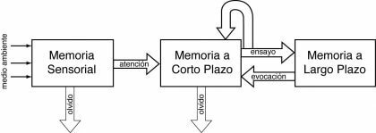 Atkinson y Shiffrin - Modelo de la memoria