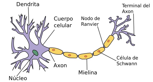 La neurona