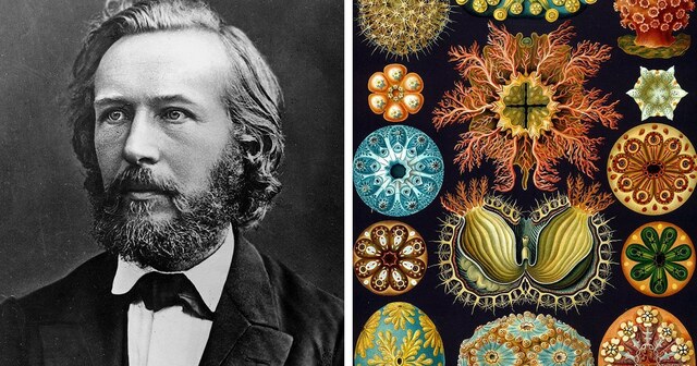 Ernst Haeckel.