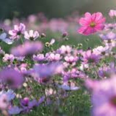 Timeline: Vida de mama