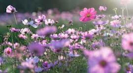 Timeline: Vida de mama