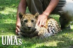 Las unidades ambientales (UMAs) de las municipalidades