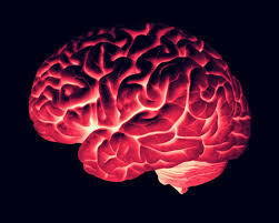PRIMER CEREBRO