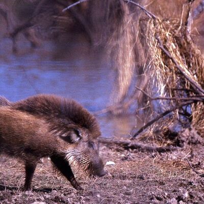Timeline: Evolución del cerdo hasta nuestros días  (Antecedentes Históricos)