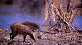 Timeline: Evolución del cerdo hasta nuestros días  (Antecedentes Históricos)