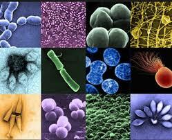 Woese y George E. fox