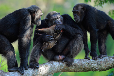 Chimpanzees eat meat