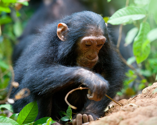 Chimpanzees make and use tools