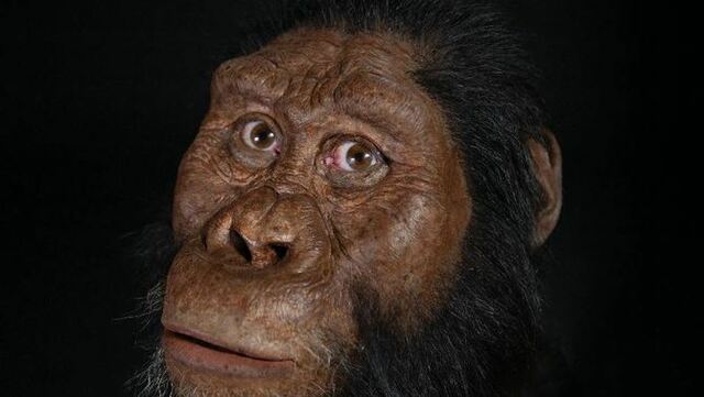 Els Australopitecos.