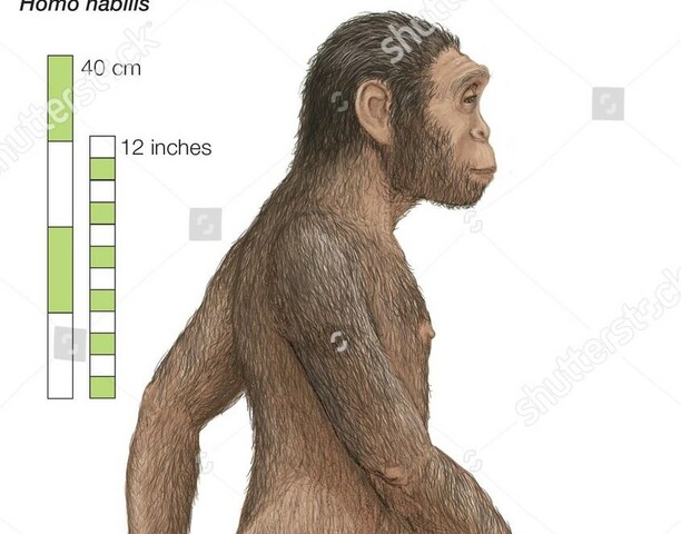 El Paleolític: Homo Habilis