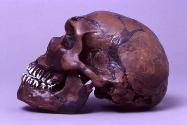Homo Neanderthalensis