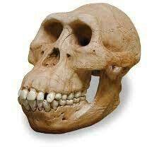 AUSTRALOPITHECUS