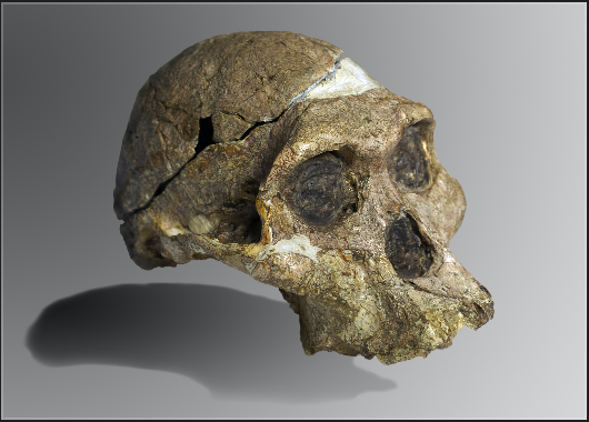 Australopithecus Afarensis