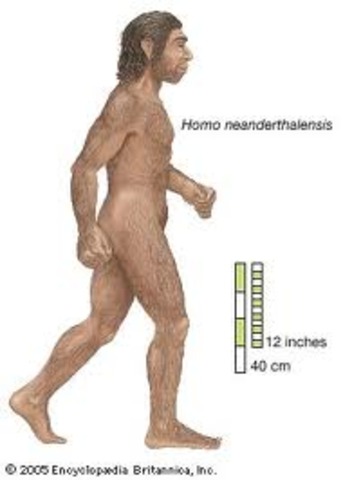 Homo Sapiens Neandrerthalensis