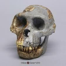 Ardipithecus ramidus