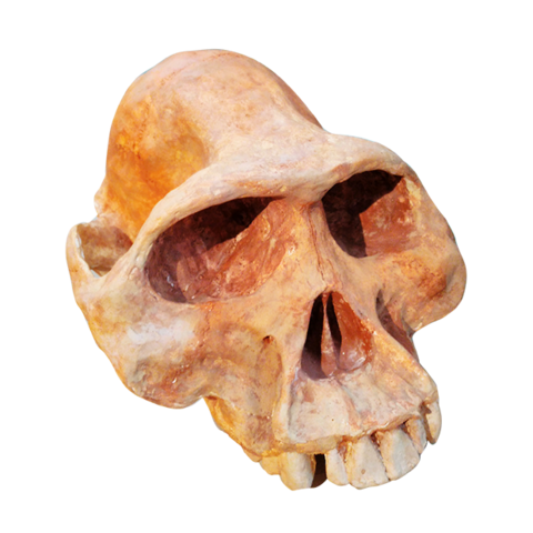 Australopithecus afarensis