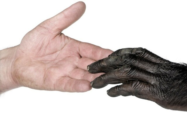 la distinción entre el hombre y los animales por rene descartes.