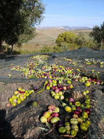La raccolta delle olive
