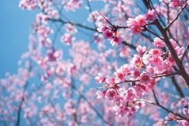 Ed è di nuovo primavera....