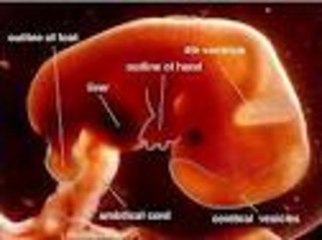 Month Two Of Pregnancy