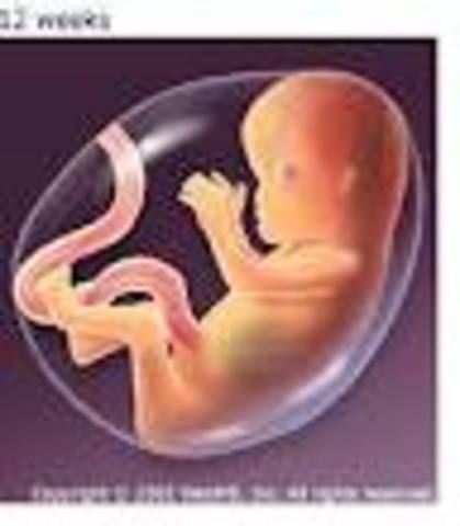 Third Month Of Pregnancy